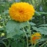 Bulk Sunflower Seed - Teddy Bear - Flower Garden Seed