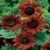Bulk Sunflower Seed - Velvet Queen - Flower Garden Seed
