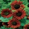 Bulk Sunflower Seed - Velvet Queen - Flower Garden Seed