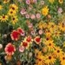 Bulk Wildflower Seed - All Perennial Mix - Flower Garden Seed