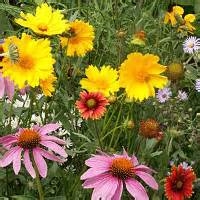 Bulk Wildflower Seed - Bee Mix - Flower Garden Seed