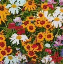 Fairy Flowers Wildflower Seed Mix To Attract Butterflies Into Your Garden.