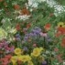 Bulk Wildflower Seed - Midwest Mix - Flower Garden Seed