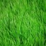 Grass Seed - Shady Mix Grass Seed Mix for Shady Areas