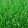 Grass Seed - Sunny Mix Grass Seed Mix for Well-Lit Areas