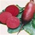 Buy Bulk Cylindra Beet Seeds - Premium Beet Plant Seeds | Mainstreet Seed & Supply