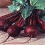Bulk Non GMO Beet Seed - Detroit Dark Red Vegetable Seed