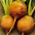 Bulk Non GMO Buy Premium Vegetable Garden Seeds Online - Golden Beet