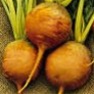 Bulk Non GMO Buy Premium Vegetable Garden Seeds Online - Golden Beet