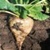 Bulk Premium Non GMO Vegetable Seeds Online - Sugar Beet
