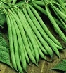 Buy Bulk Contender Green Beans - Premium Bush Beans Plant Seeds | Mainstreet Seed & Supply
