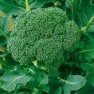 Bulk Non GMO Broccoli Seed - Waltham 29 Vegetable Seed