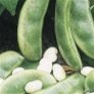 Buy Premium Lima Bean Plant Seeds in Bulk - Fordhook Lima Beans | Mainstreet Seed & Supply