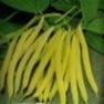Shop Bulk Golden Wax Beans - Premium Non-GMO Bush Beans Seeds | Mainstreet Seed & Supply