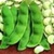 Bulk Non GMO Bean Seed - Henderson Baby Lima Vegetable Seed