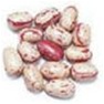 Bulk Non GMO Bean Seed - Horticultural Taylor -  Vegetable Seed
