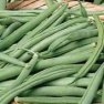 Buy Bulk Improved Tendergreen Green Beans - Premium Bush Beans Plant Seeds | Mainstreet Seed & Supply