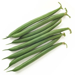 Bulk Non GMO Bean Seed - Jade Vegetable Seed