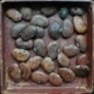 Bulk Non GMO Bean Seed - Jackson Wonder Vegetable Seed