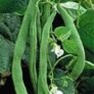 Bulk Non GMO Bean Seed - Kentucky Wonder Pole (Green) Vegetable Seed