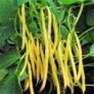 Shop Pencil Pod Bean Seeds - Bulk Premium Non-GMO Bean Seeds | Mainstreet Seed & Supply