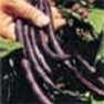 Bulk Non GMO Bean Seed - Royal Burgundy Vegetable Seed