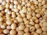 Buy Soybean Plant Seeds - Premium Quality Bulk Non GMO Bean Seeds | Mainstreet Seed & Supply
