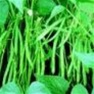 Bulk Non GMO Bean Seed - French Filet Vegetable Seed