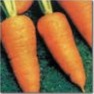Bulk Non GMO Carrot Seed - Chantenay Red Cored Vegetable Seed