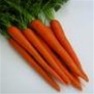Shop Imperator Carrot Seeds - Bulk Premium Non-GMO Carrot Seeds | Mainstreet Seed & Supply