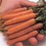 Bulk Non GMO Little Finger - Carrot Vegetable Seed
