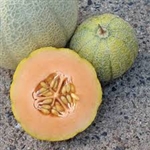 Cantaloupe Minnesota Midget