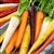 Carrot Rainbow Blend