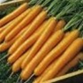 Shop Tendersweet Carrot Seeds - Bulk Premium Non-GMO Carrot Seeds | Mainstreet Seed & Supply