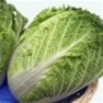 Bulk Non GMO Chinese Michili - Cabbage Vegetable Seed