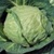 Bulk Non GMO Danish Ballhead (Brunswick) - Cabbage Vegetable Seed
