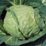 Bulk Non GMO Danish Ballhead (Brunswick) - Cabbage Vegetable Seed
