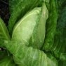 Bulk Non GMO Early Jersey Wakefield - Cabbage Vegetable Seed