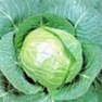Buy Premium Quality Bulk Non GMO Golden Acre - Cabbage Vegetable Seed