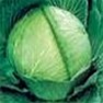 Bulk Non GMO Late Flat Dutch - Cabbage Vegetable Seed