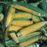 Bulk Non GMO Golden Bantam - Sweet Corn Vegetable Seed