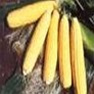Bulk Non-GMO Honey Select Sweet Corn Vegetable Seed Variety