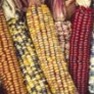 Bulk Non-GMO Indian Corn Seeds - Calico & Flint Corn Plants
