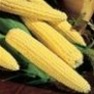 Bulk Non GMO Ilini Xtra Sweet - Sweet Corn Vegetable Seed