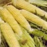 Bulk Non GMO Kandy Korn - Sweet Corn Vegetable Seed