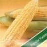 Buy Premium Quality Bulk Non GMO NK 199 - Sweet Corn Vegetable Seed