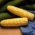 Bulk Non-GMO Hybrid Serendipity (Bi-Color) - Sweet Corn Vegetable Seed