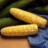 Bulk Non-GMO Hybrid Serendipity (Bi-Color) - Sweet Corn Vegetable Seed