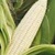 Bulk Non GMO Silver Queen (White) - Sweet Corn Vegetable Seed