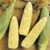 Bulk Non GMO Trinity (Bi Color) - Sweet Corn Vegetable Seed